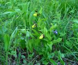 Cypripedium calceolus. Цветущие растения в сообществе с Polygonatum odoratum (слева) и Iris ruthenica (справа). Иркутская обл., Слюдянский р-н, окр. пос. Култук, смешанный лес. 04.06.2022.