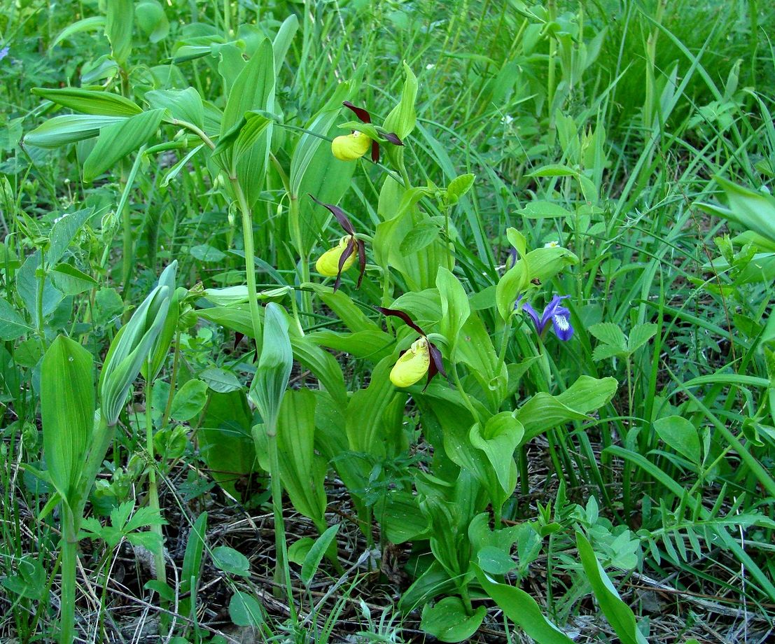 Image of Cypripedium calceolus specimen.