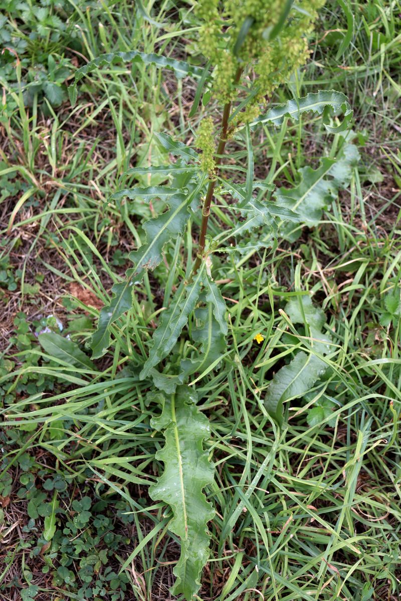 Изображение особи Rumex pseudonatronatus.