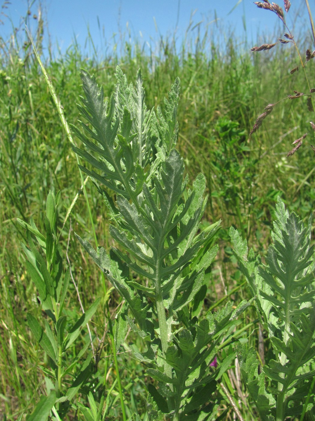 Image of Senecio grandidentatus specimen.