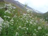 Galium turkestanicum