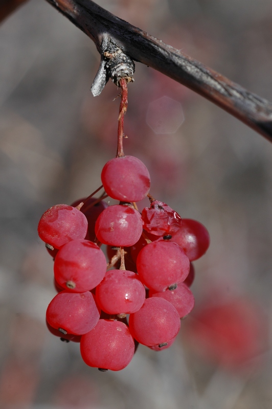 Изображение особи Berberis iliensis.