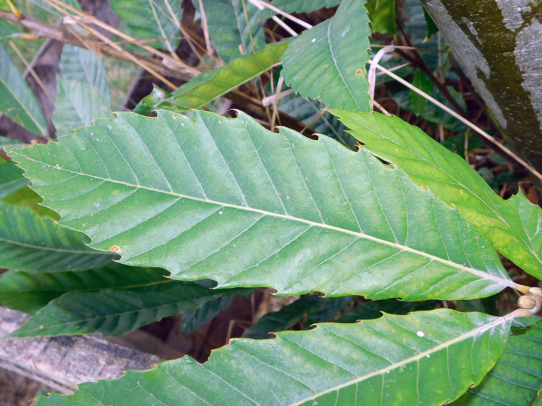 Изображение особи Castanea sativa.