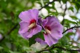 Hibiscus syriacus. Цветки. Северная Осетия, Владикавказ, в культуре. 23.07.2022.