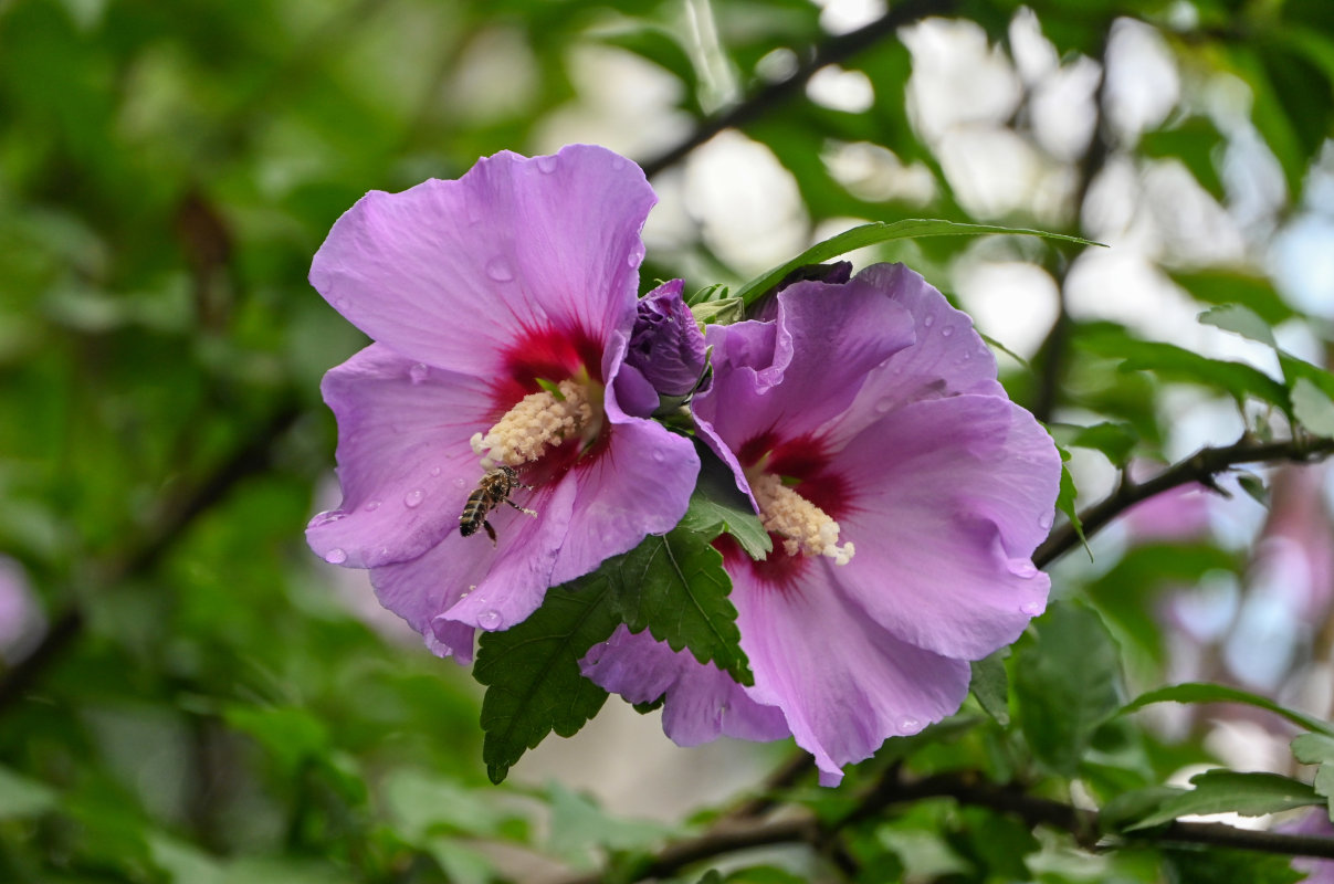 Image of Hibiscus syriacus specimen.