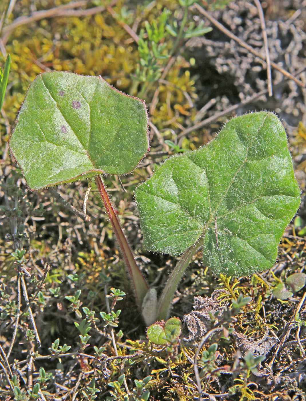 Image of Tussilago farfara specimen.