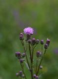 Cirsium arvense. Верхушка цветущего растения. Республика Ингушетия, Джейрахский р-н, окр. ур. Лялах, выс. 1740 м н.у.м, луг. 22 июля 2022 г.