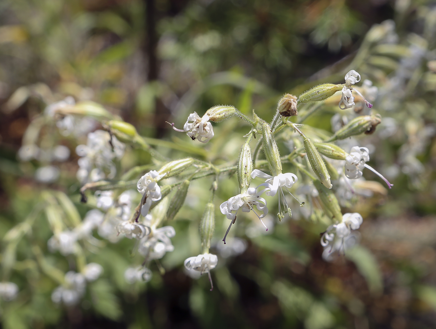 Изображение особи Silene nutans.