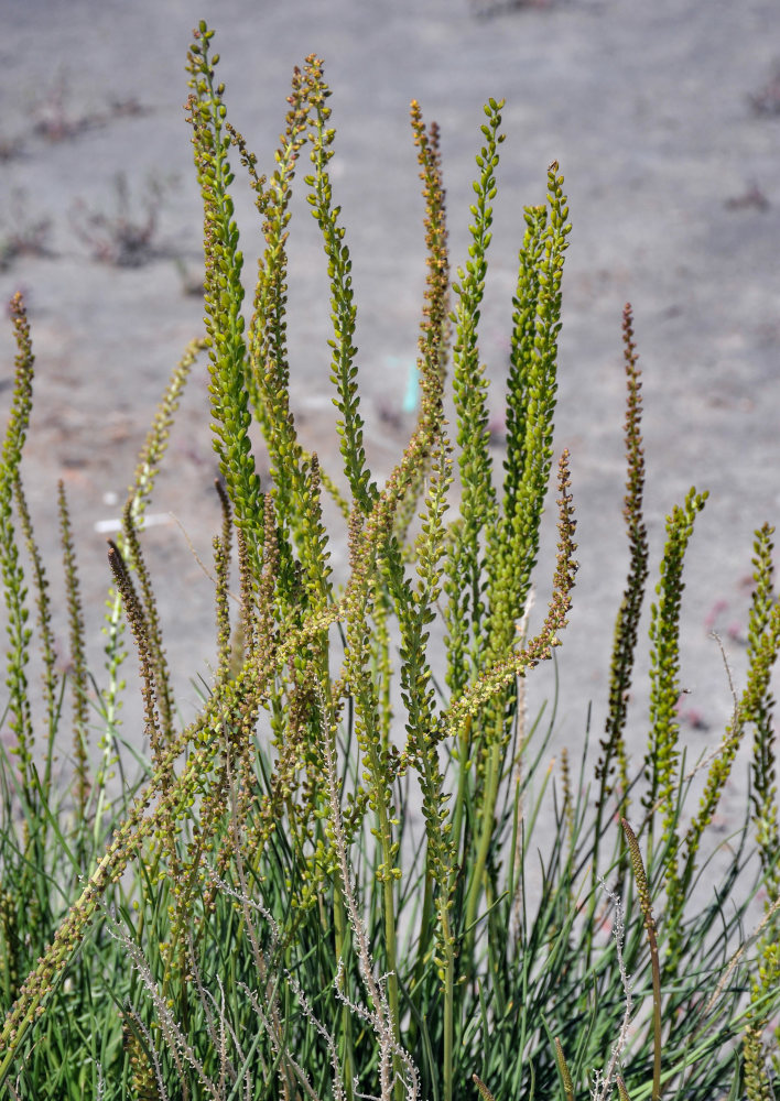 Image of Triglochin maritima specimen.