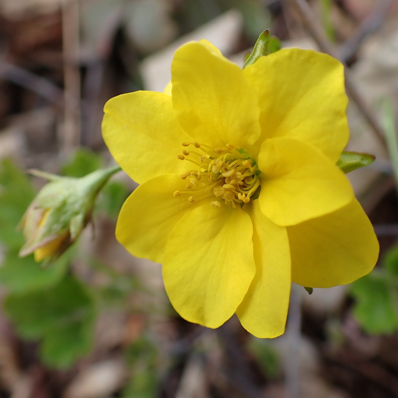 Image of Waldsteinia ternata ssp. maximowicziana specimen.