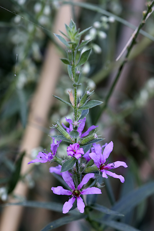 Изображение особи Lythrum salicaria.