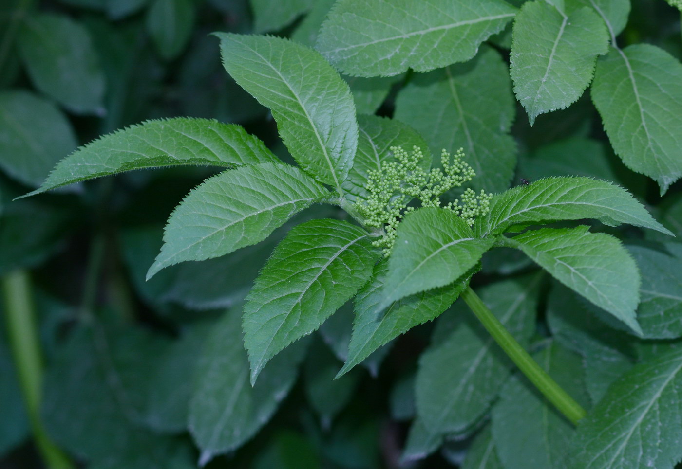 Image of genus Sambucus specimen.