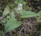 Maianthemum bifolium