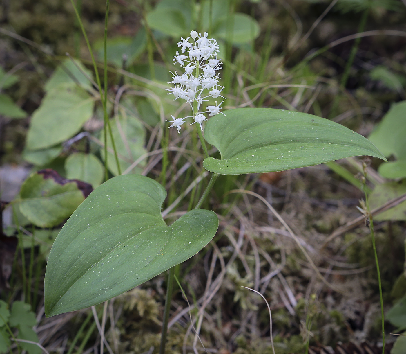 Изображение особи Maianthemum bifolium.