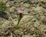 genus Dianthus