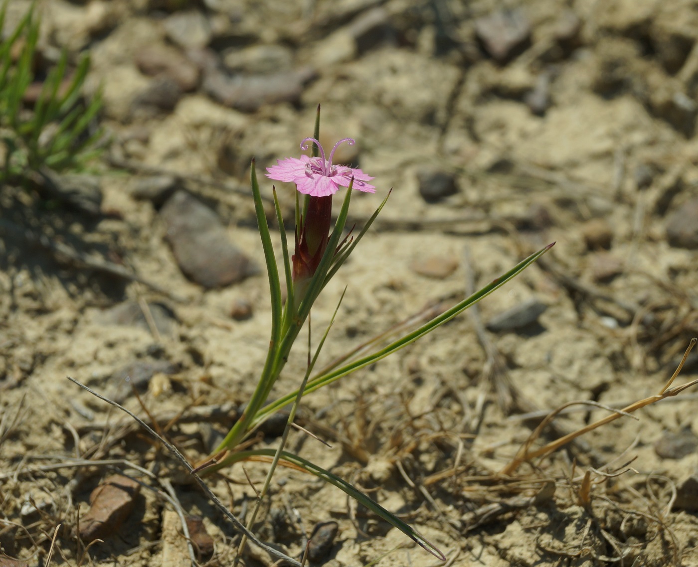 Image of genus Dianthus specimen.