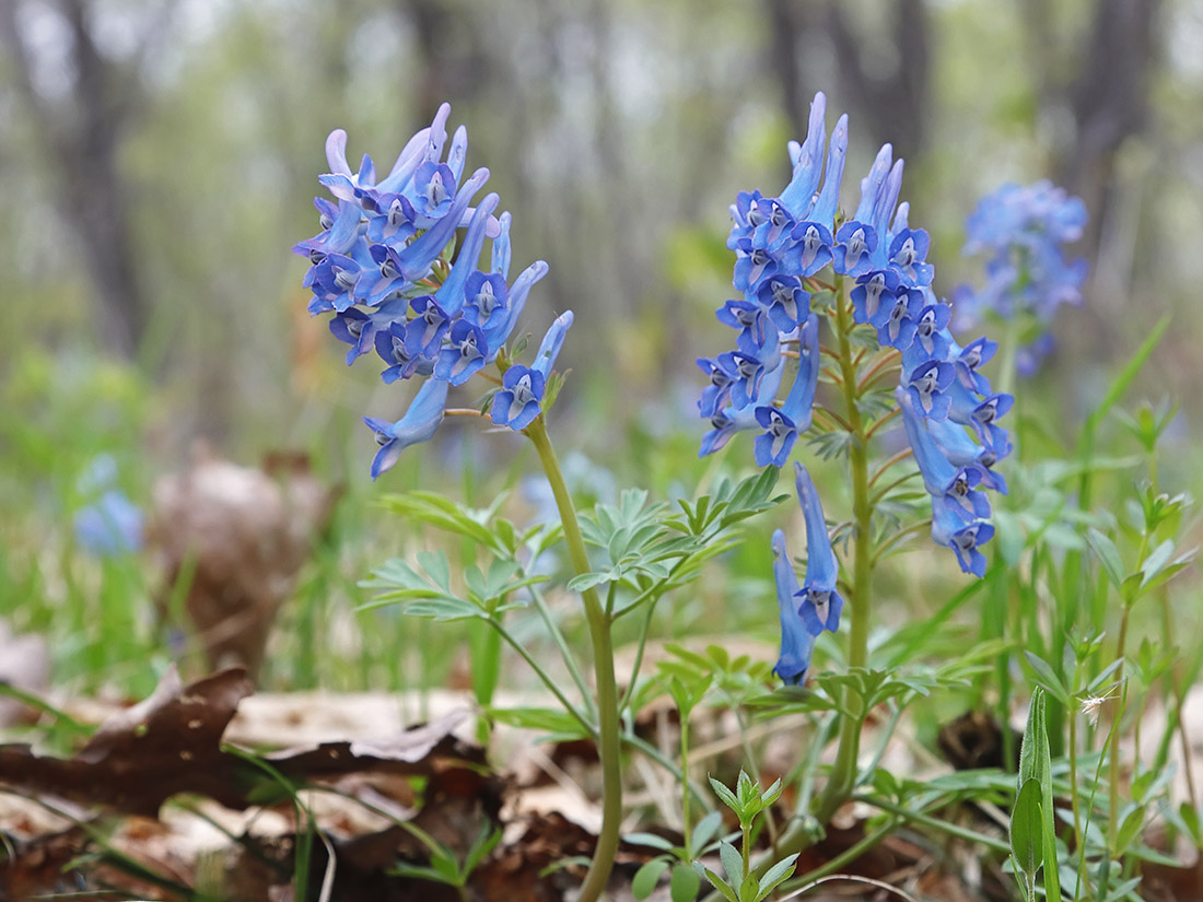 Изображение особи Corydalis turtschaninovii.