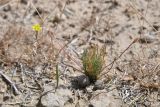 Hypecoum parviflorum. Цветущее и плодоносящее растение. Таджикистан, Согдийская обл., горы Окбель, лёссовый склон. 7 мая 2023 г.