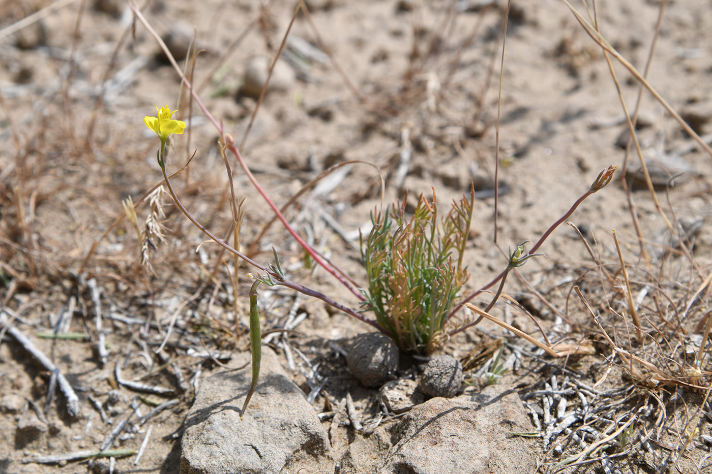 Image of Hypecoum parviflorum specimen.