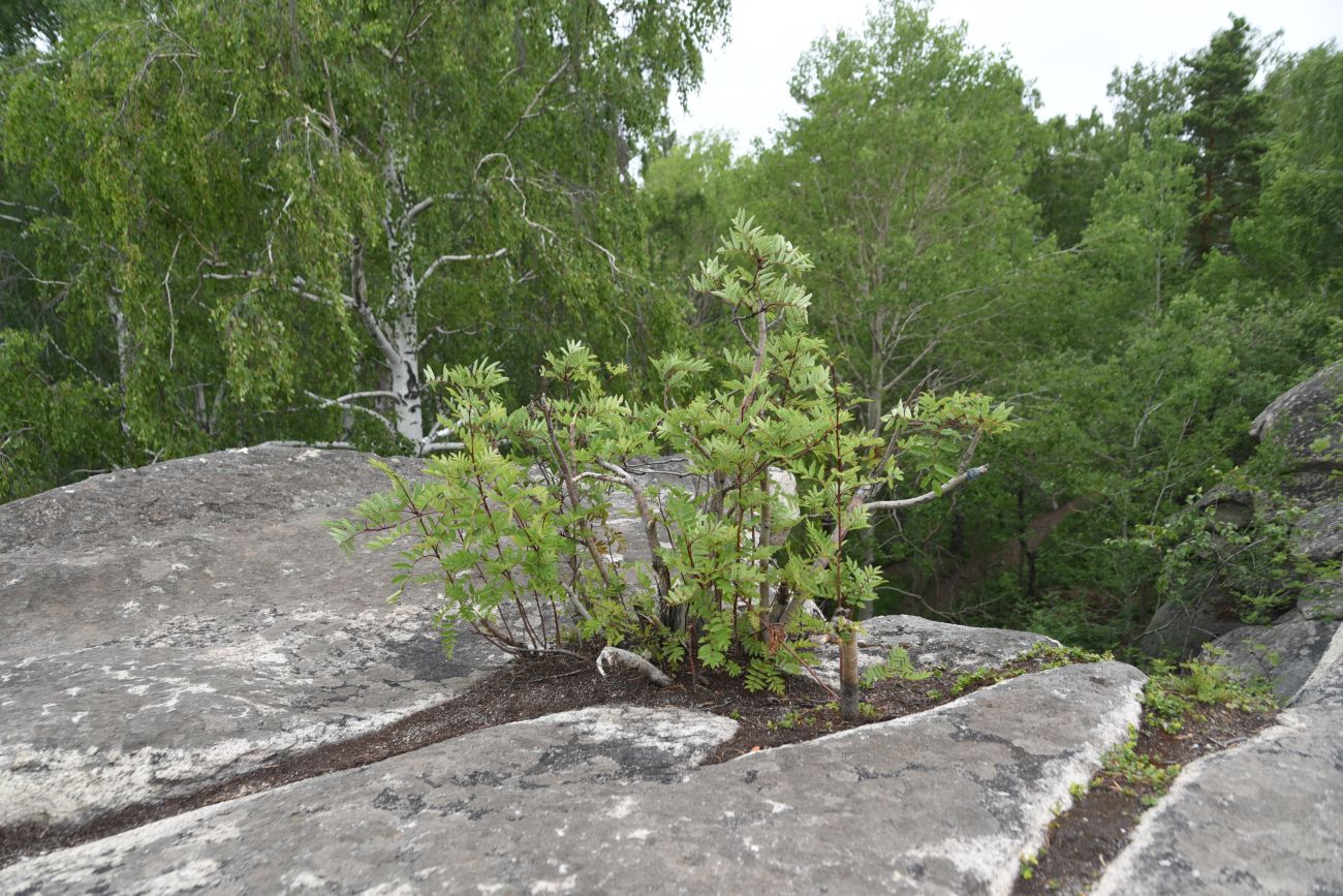 Image of genus Sorbus specimen.