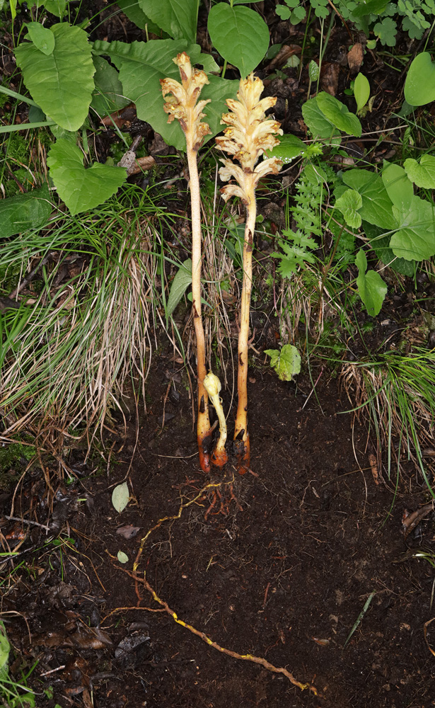 Image of genus Orobanche specimen.