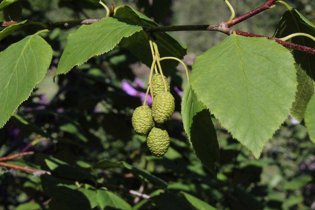 Изображение особи Duschekia fruticosa.