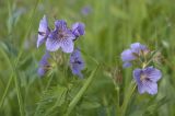 Geranium erianthum