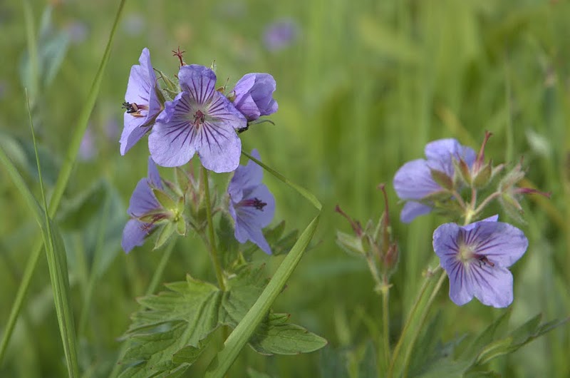 Image of Geranium erianthum specimen.