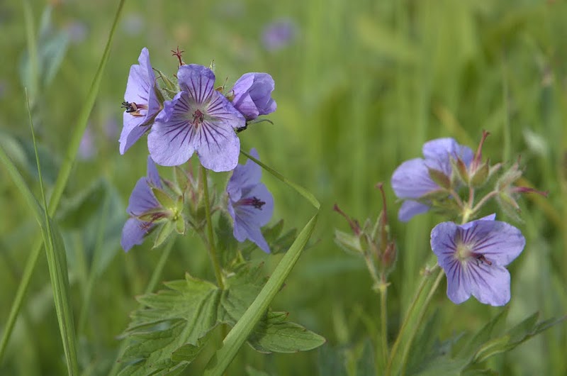 Изображение особи Geranium erianthum.