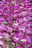 Orchis гибридный подвид transcaucasica