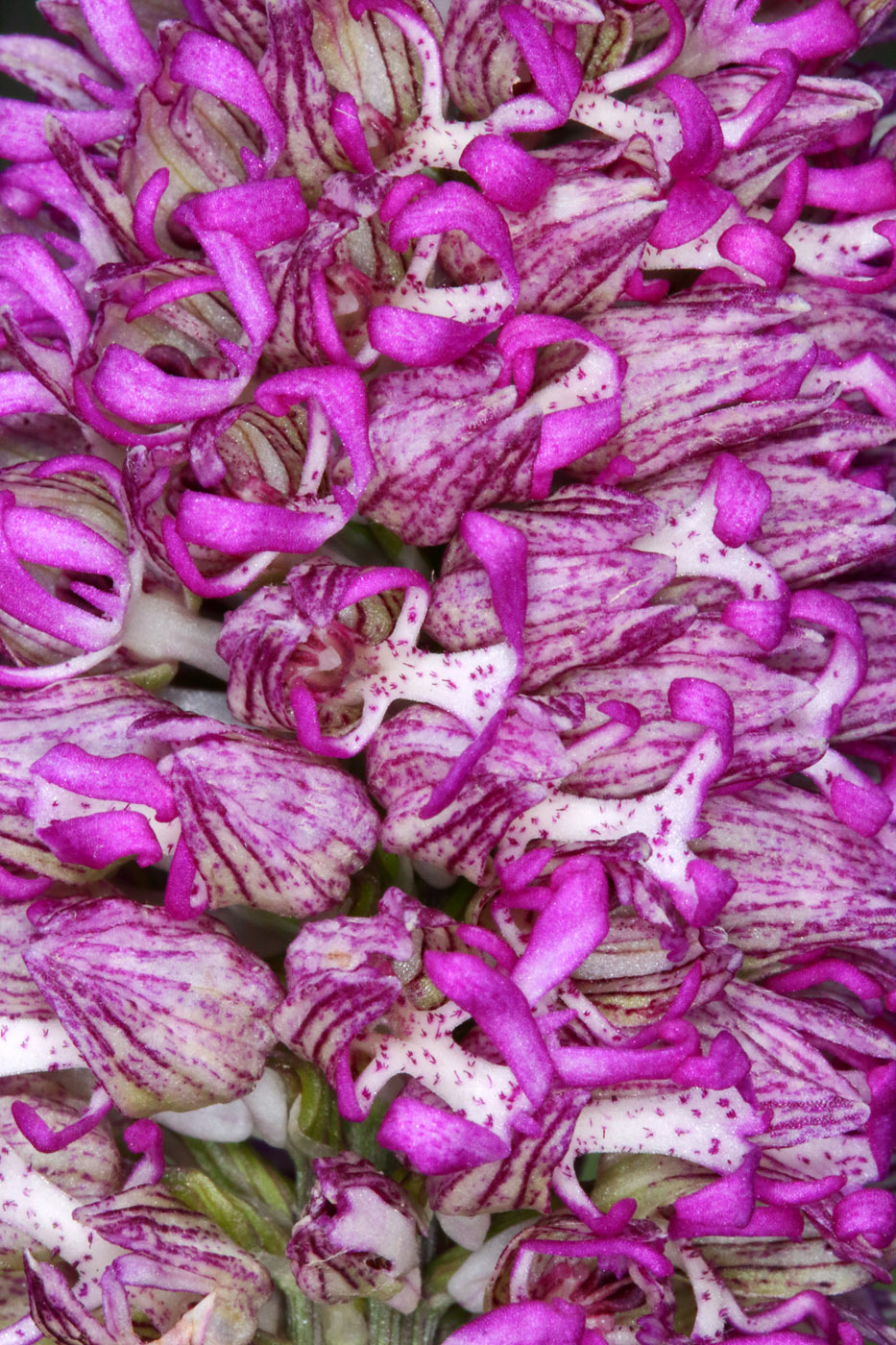 Изображение особи Orchis &times; angusticruris nothosubsp. transcaucasica.
