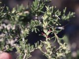 Salsola arbusculiformis