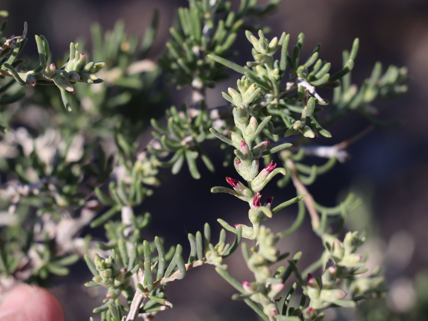 Изображение особи Salsola arbusculiformis.