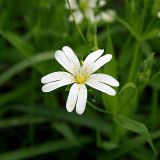 Stellaria holostea