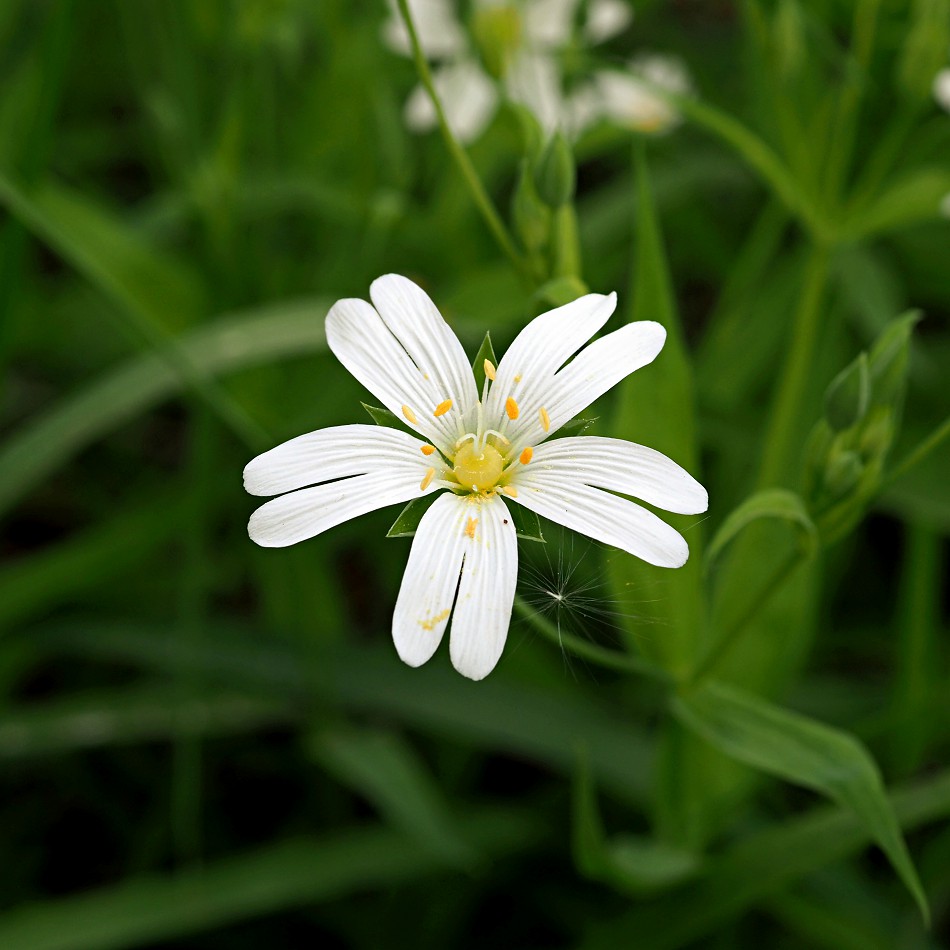 Изображение особи Stellaria holostea.