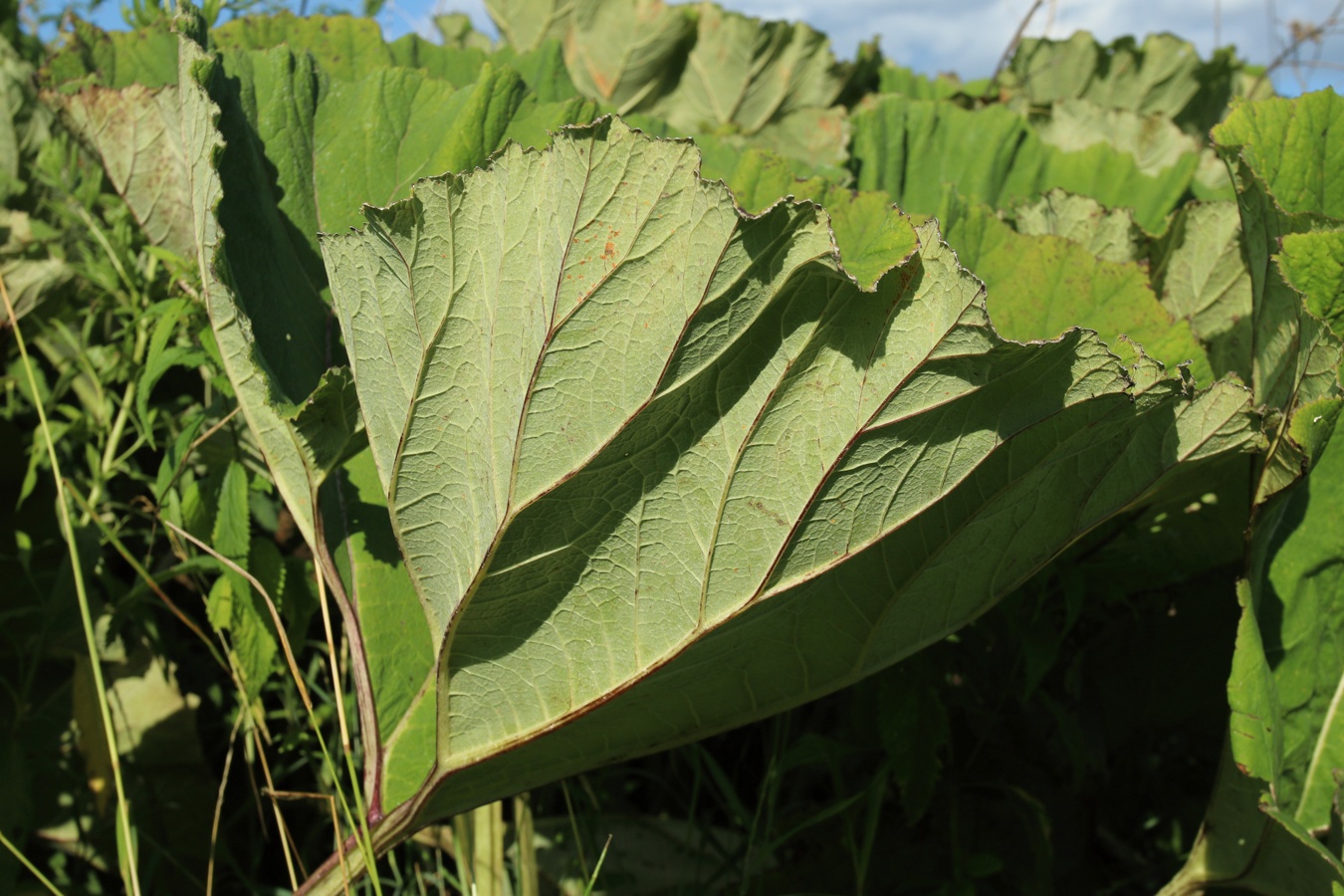 Image of Petasites hybridus specimen.