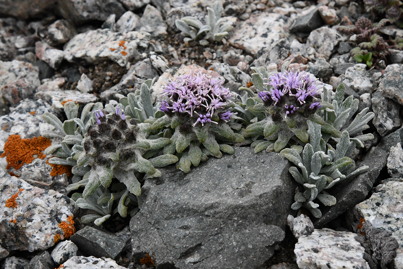 Image of Saussurea gnaphalodes specimen.