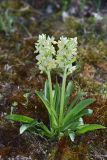 Dactylorhiza romana подвид georgica. Цветущие растения (высота растений — 14 см). Дагестан, Кумторкалинский р-н, хр. Нарат-Тюбе, криволесье из дуба и сосны по гребню, ок. 670 м выс., н. у. м. 26 апреля 2023 г.