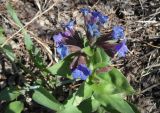 Pulmonaria mollis