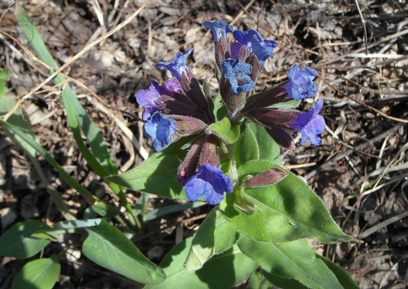 Image of Pulmonaria mollis specimen.