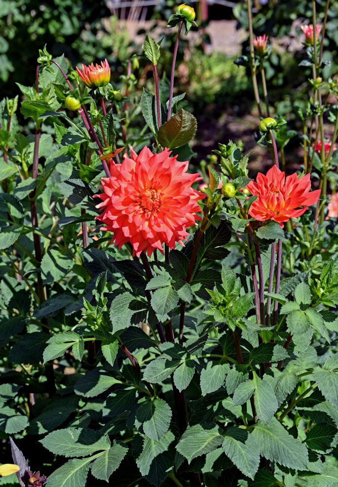 Image of Dahlia × cultorum specimen.