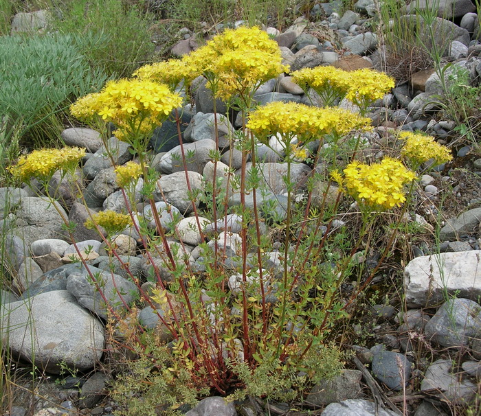 Image of Hypericum scabrum specimen.