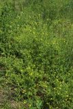 Potentilla intermedia