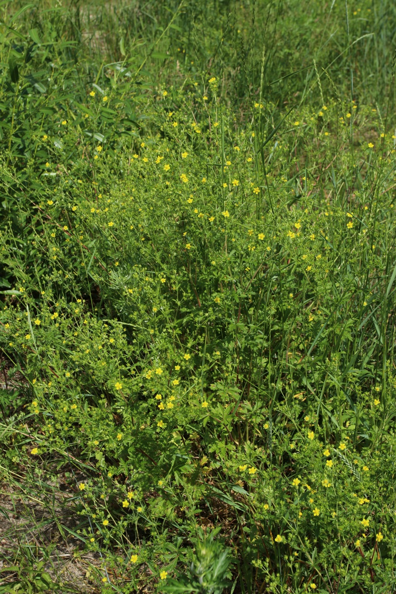 Image of Potentilla intermedia specimen.