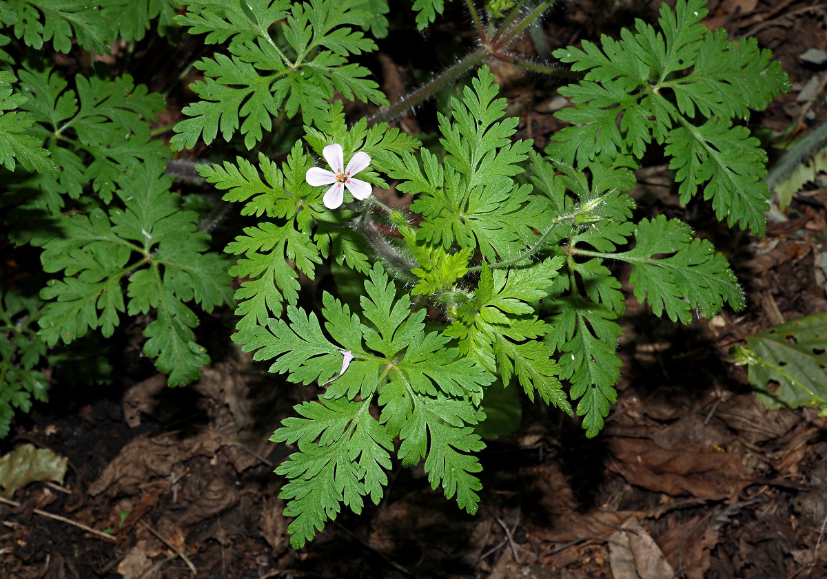 Image of Geranium robertianum specimen.