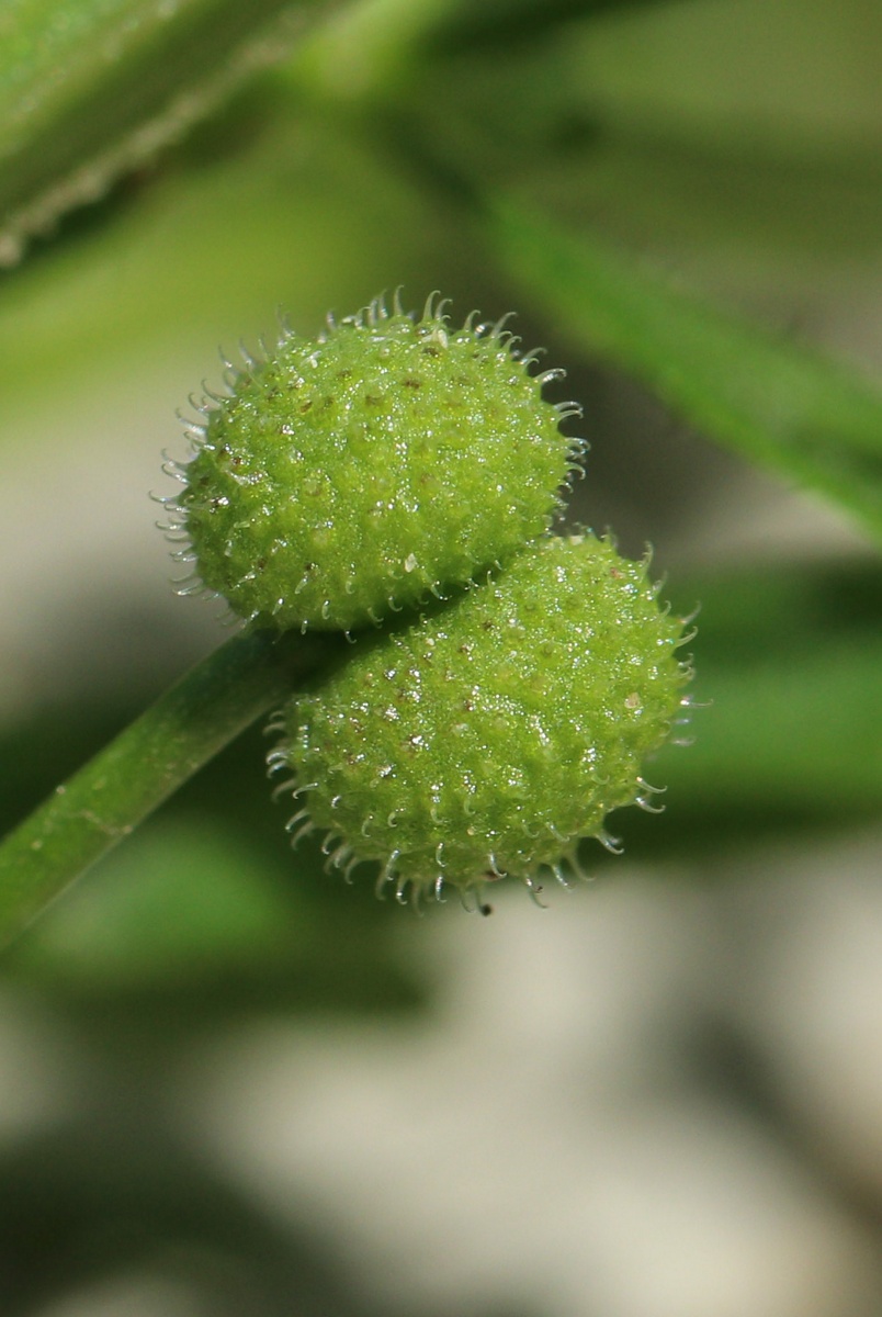 Изображение особи Galium aparine.