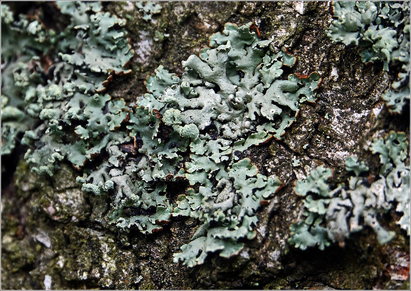 Image of Hypogymnia physodes specimen.