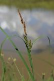 Carex acuta