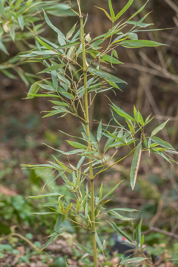 Изображение особи род Phyllostachys.