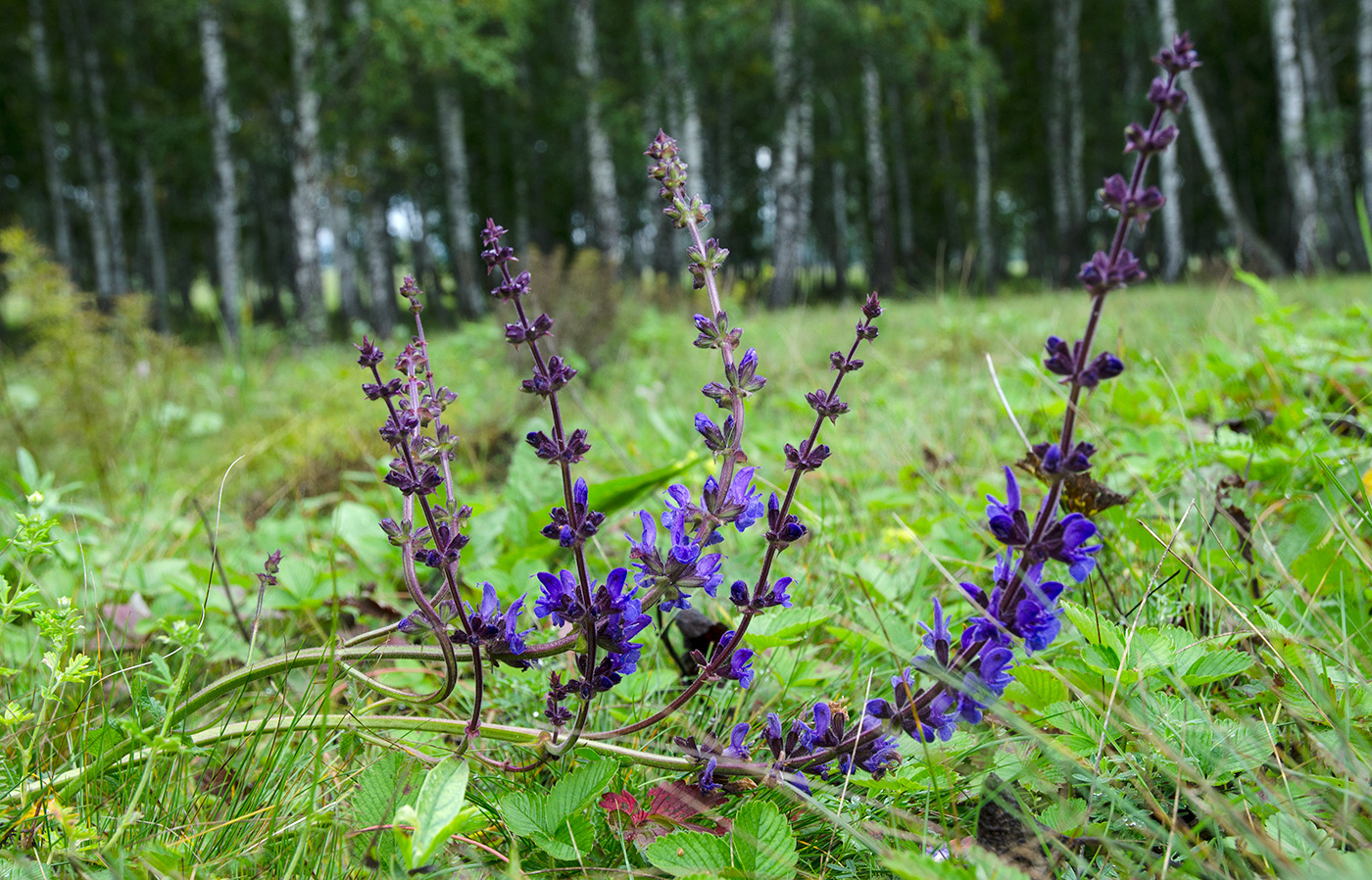 Изображение особи род Salvia.